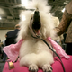 Illustration for article titled More Puppy Love From the Westminster Dog Show